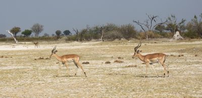 Impalas - Réserve de Moremi (Botswana)