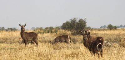 Waterbucks - Réserve de Moremi (Botswana)