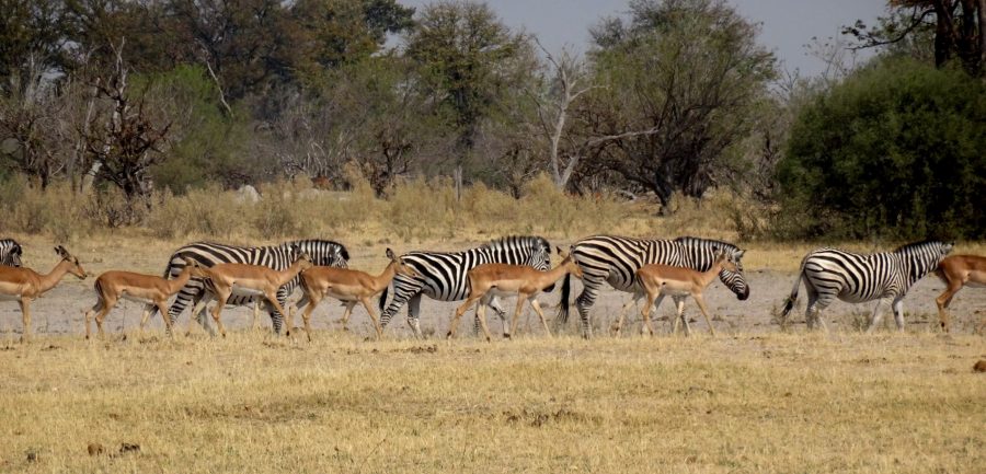 Zèbres et springboks - Réserve de Moremi (Botswana)