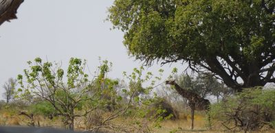 Girafe - Réserve de Moremi (Botswana)