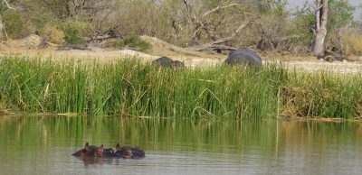 Hippopotames - Réserve de Moremi (Botswana)