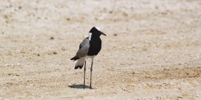 Vanneau dans la réserve de Moremi - Botvswana