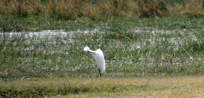 Aigrette - Réserve de Moremi (Botswana)