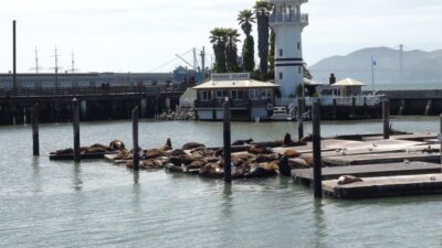 Les lions de mer du  Fisherman's Wharf - San Francisco - Californie (USA)