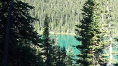 La route des Glaciers - Rocheuses canadiennes