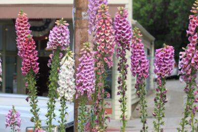 Placerville - La ruée vers l'or (Californie)