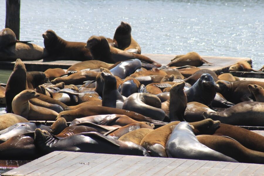 Les lions de mer du  Fisherman's Wharf - San Francisco - Californie (USA)