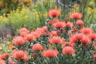 Le Golden Gate Park - San Francisco (Californie)