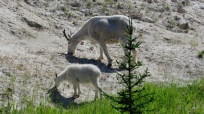La route des Glaciers - Rocheuses canadiennes 