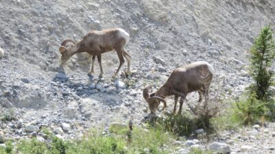Mouflons sur la route des Glaciers - Rocheuses canadiennes 