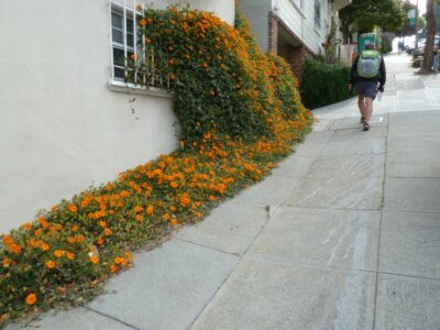 Les rues de San Francisco (Californie)