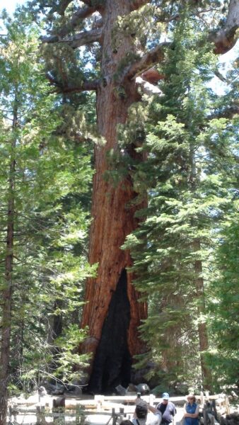Le Grizzly Giant : 2400 ans, 63m de haut, 28m de circonférence - Yosemite NP