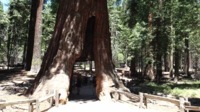 Mariposa Grove - Yosemite NP (Californie)