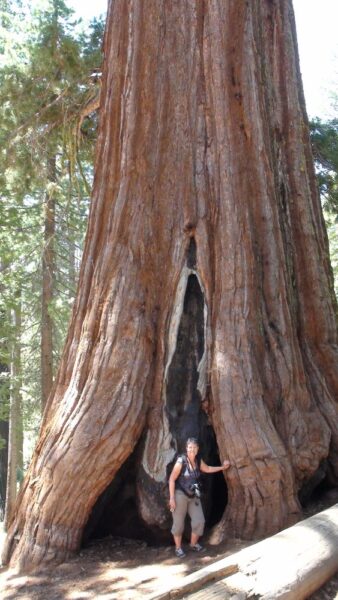 Le Grizzly Giant : 2400 ans, 63m de haut, 28m de circonférence - Yosemite NP