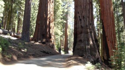 Mariposa Grove - Yosemite NP (Californie)