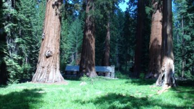 Mariposa Grove - Yosemite NP (Californie)