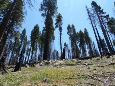Mariposa Grove - Yosemite NP (Californie)