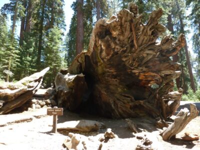 Mariposa Grove - Yosemite NP (Californie)