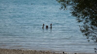 Baignade au lac de Sainte-Croix