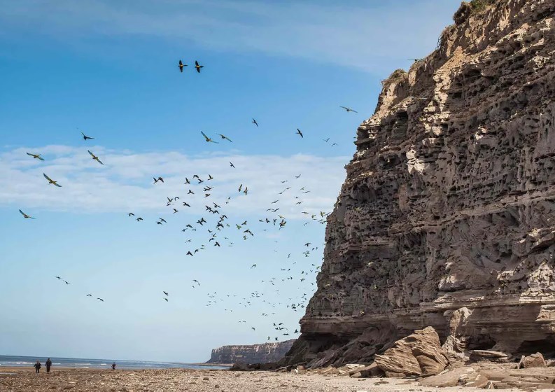 Perroquets chamarrés de Balnéario El Condor - Argentine 