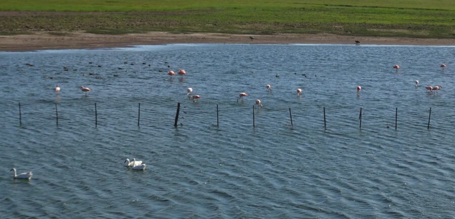 Flamants roses sur la route entre Monte Hermoso et Balneario El Condor - Argentine