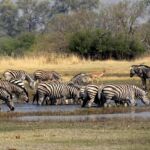 Zèbres - Réserve de Moremi (Botswana) Safari au Botswana